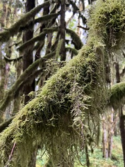 Pseudisothecium stoloniferum