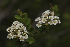 Cotoneaster bacillaris