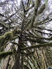 Pseudisothecium stoloniferum