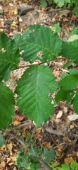 Corylus avellana