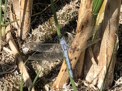 Erythemis collocata