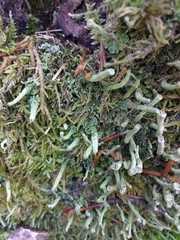 Cladonia ochrochlora