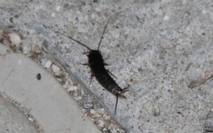 Allacrotelsa spinulata