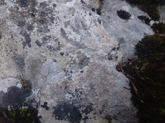 Protoblastenia incrustans