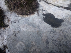 Protoblastenia incrustans