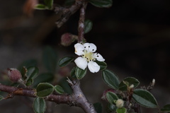 Cotoneaster microphyllus