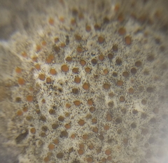 Protoblastenia incrustans