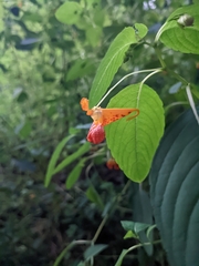 Impatiens capensis