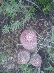 Echinocereus pectinatus