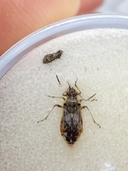 Liorhyssus