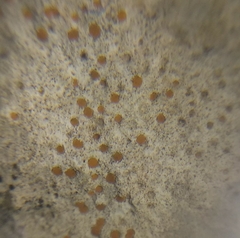 Protoblastenia incrustans