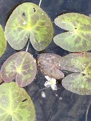 Nymphoides cordata