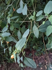 Impatiens capensis