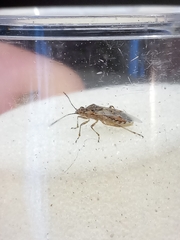 Liorhyssus