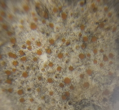 Protoblastenia incrustans