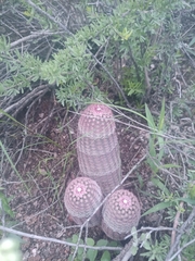 Echinocereus pectinatus
