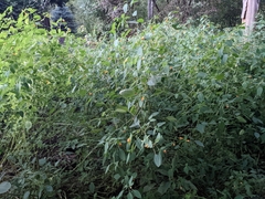 Impatiens capensis