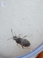 Liorhyssus