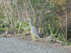 Egretta novaehollandiae novaehollandiae