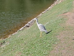 Egretta novaehollandiae novaehollandiae