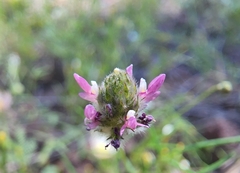 Dalea filiformis