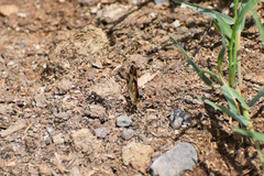 Phyciodes phaon phaon