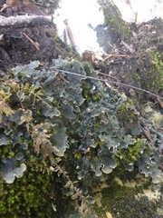 Peltigera degenii