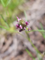 Dalea filiformis