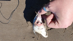 Callorhinchus callorynchus