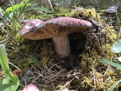 Russula xerampelina