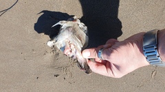 Callorhinchus callorynchus