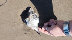 Callorhinchus callorynchus