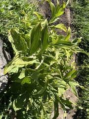 Veratrum