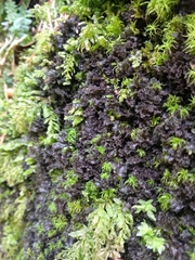 Scytinium lichenoides