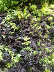 Scytinium lichenoides