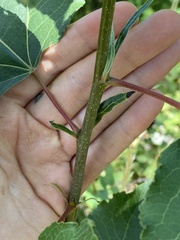 Populus balsamifera