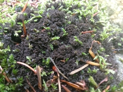 Scytinium lichenoides