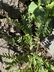 Polemonium californicum