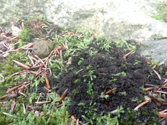 Scytinium lichenoides