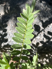 Polemonium californicum