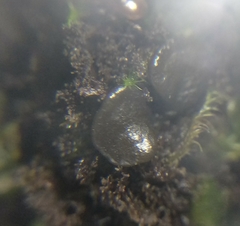 Scytinium lichenoides