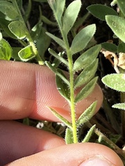 Polemonium californicum