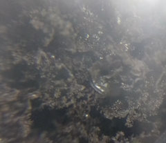 Scytinium lichenoides