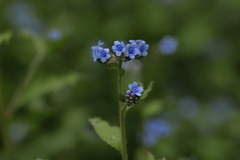 Cynoglossum wallichii