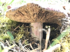 Russula xerampelina