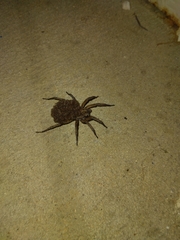 Lycosoidea