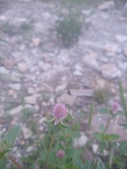 Gomphrena serrata