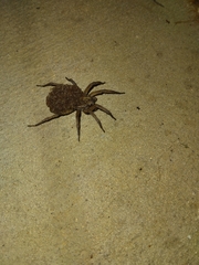 Lycosoidea