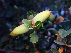 Quercus berberidifolia