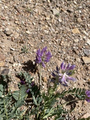 Astragalus laxmannii robustior
